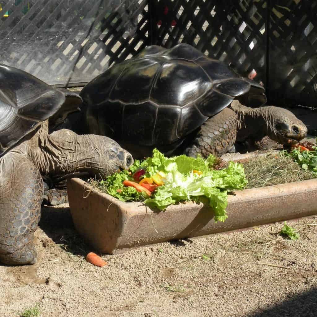 Schildkröten Reptilienzoo Happ Ehekrise