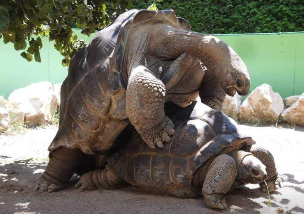 Schildkröten Paarung im Reptilienzoo Happ Klagenfurt TOP-Ausflugsziele am Wörthersee