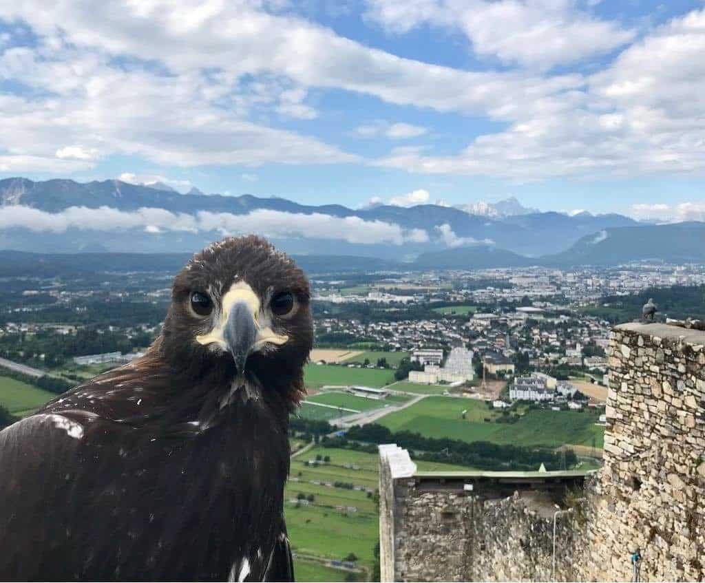 Junger Steinadler auf Adlerarena Landskron