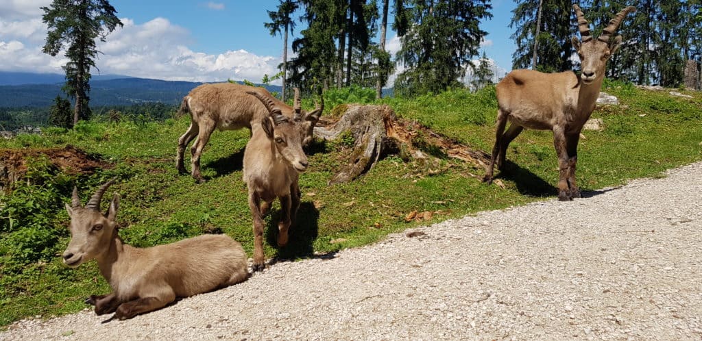 Steinböcke entlang des Wanderweges im Tierpark Rosegg in Kärnten