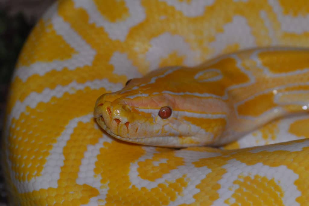 Albino Tigerpython im Reptilienzoo Happ bei Minimundus in Klagenfurt am Wörthersee