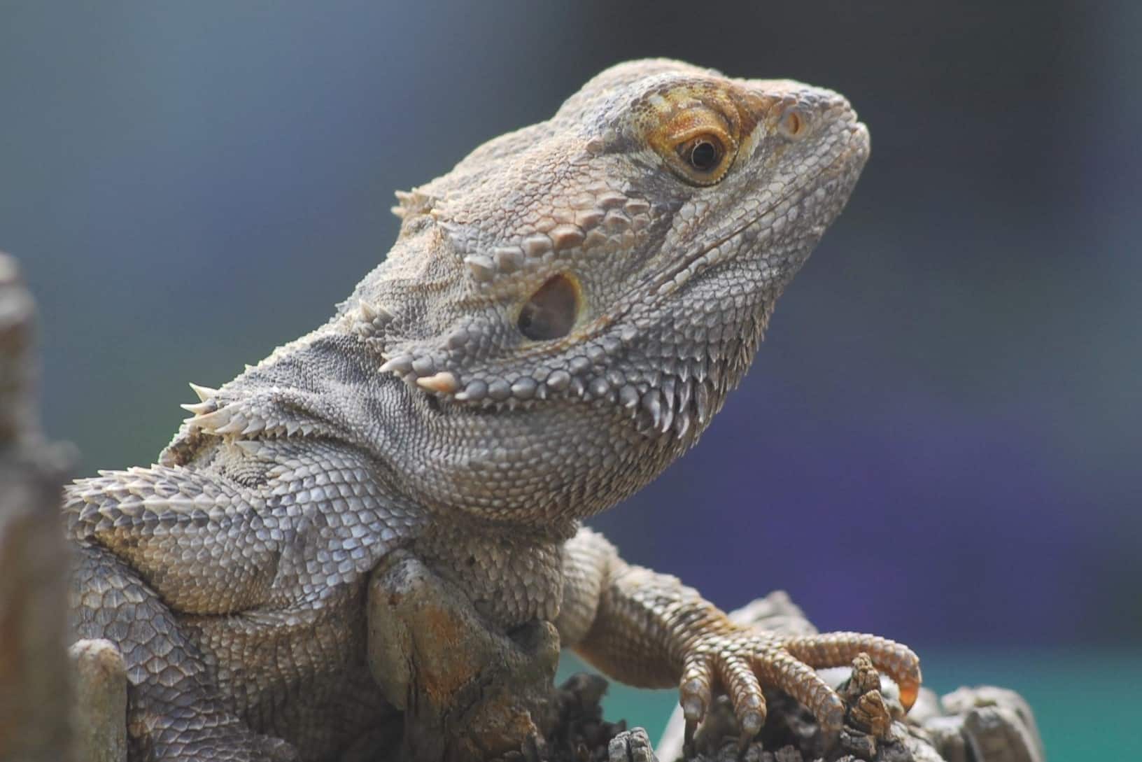 Bartgamane im Reptilienzoo Happ Klagenfurt am Wörthersee