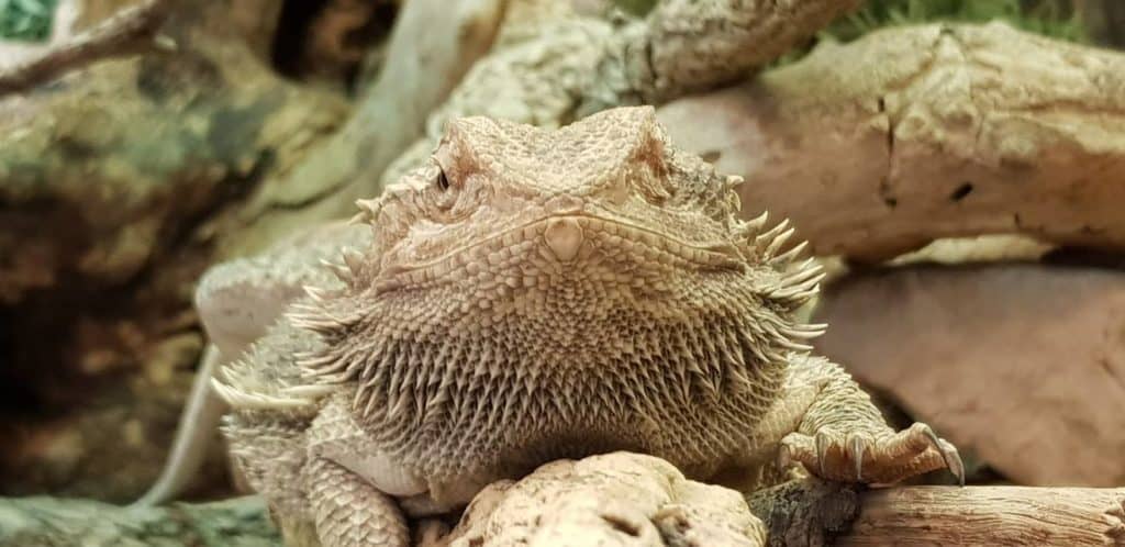 Eidechsen im Reptilienzoo Happ Kärnten, Regenwetter-Ausflugsziel