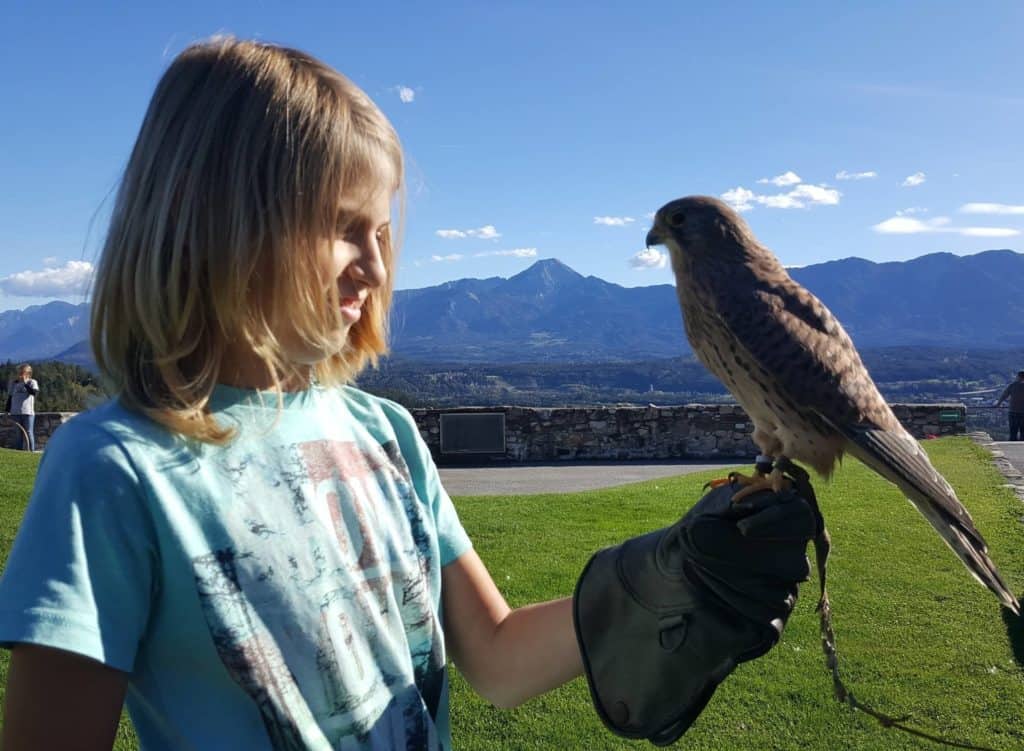 kinderfreundlich nach Flugschau mit Greifvögeln auf Adlerarena Falken halten