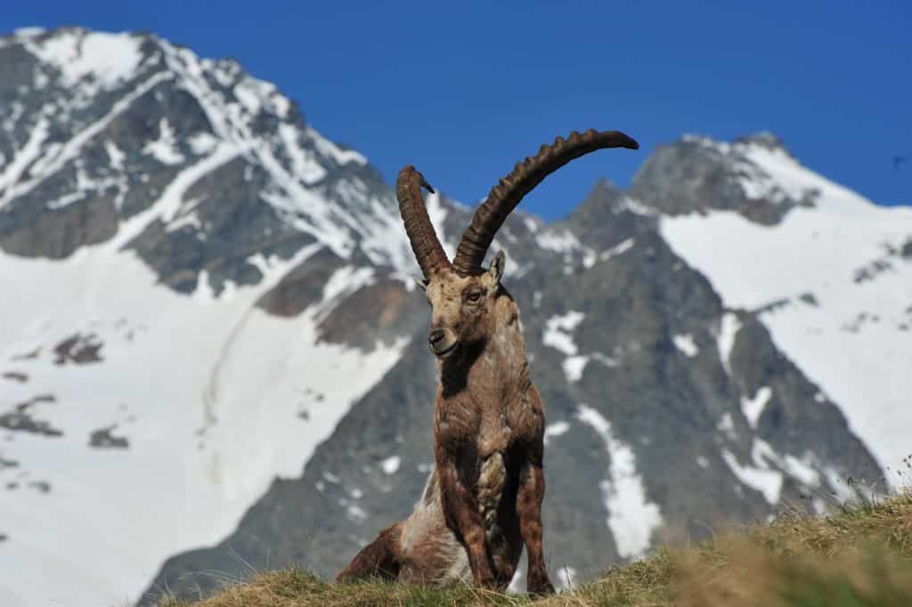 Großglockner mit Steinbock Ausflugsziel Natur Kärnten Panoramastraßen