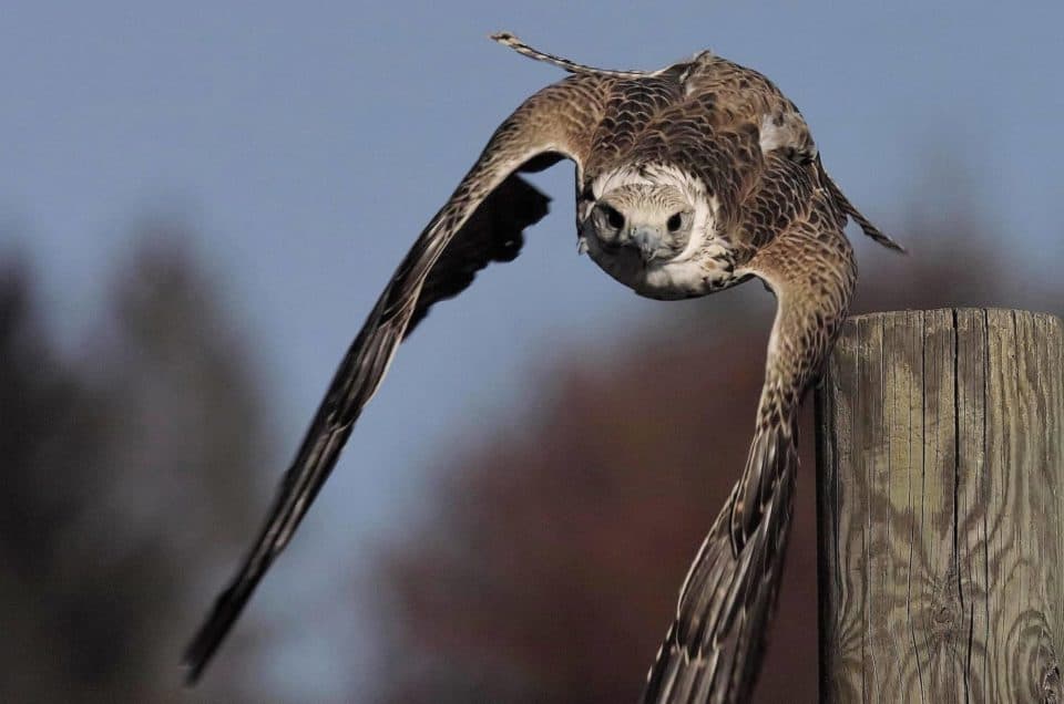 Falke bei Flugschau Adlerarena Landskron Kärnten