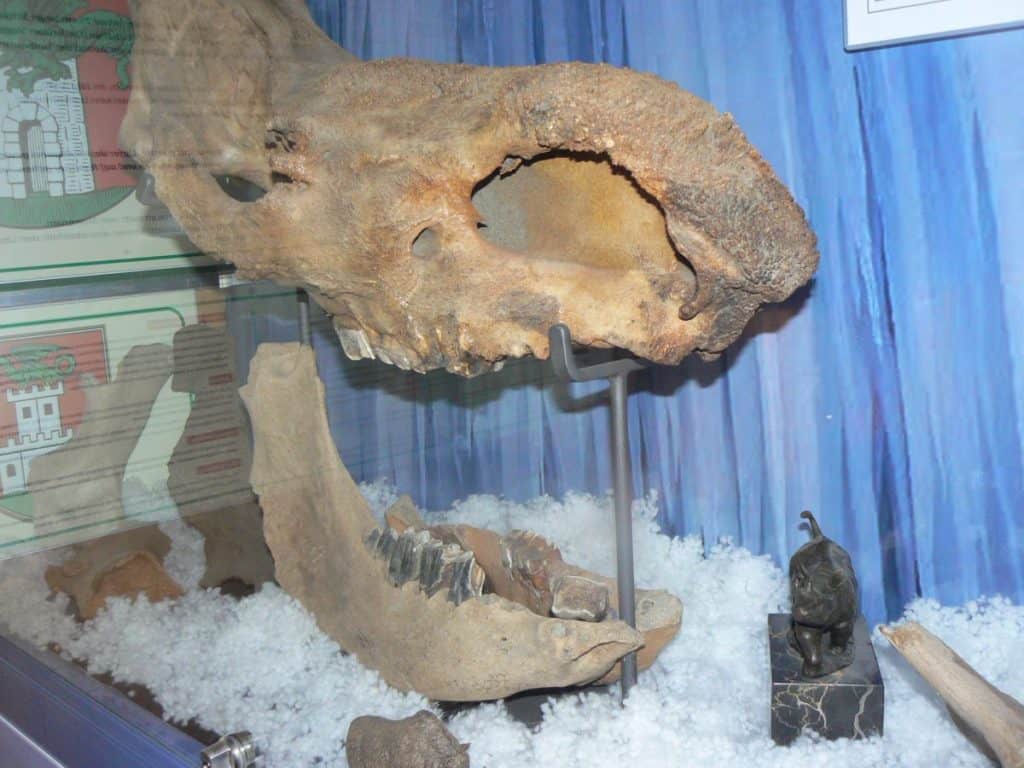 Sonderausstellung Eiszeit - Wollnashornschädel Reptilienzoo Happ Klagenfurt