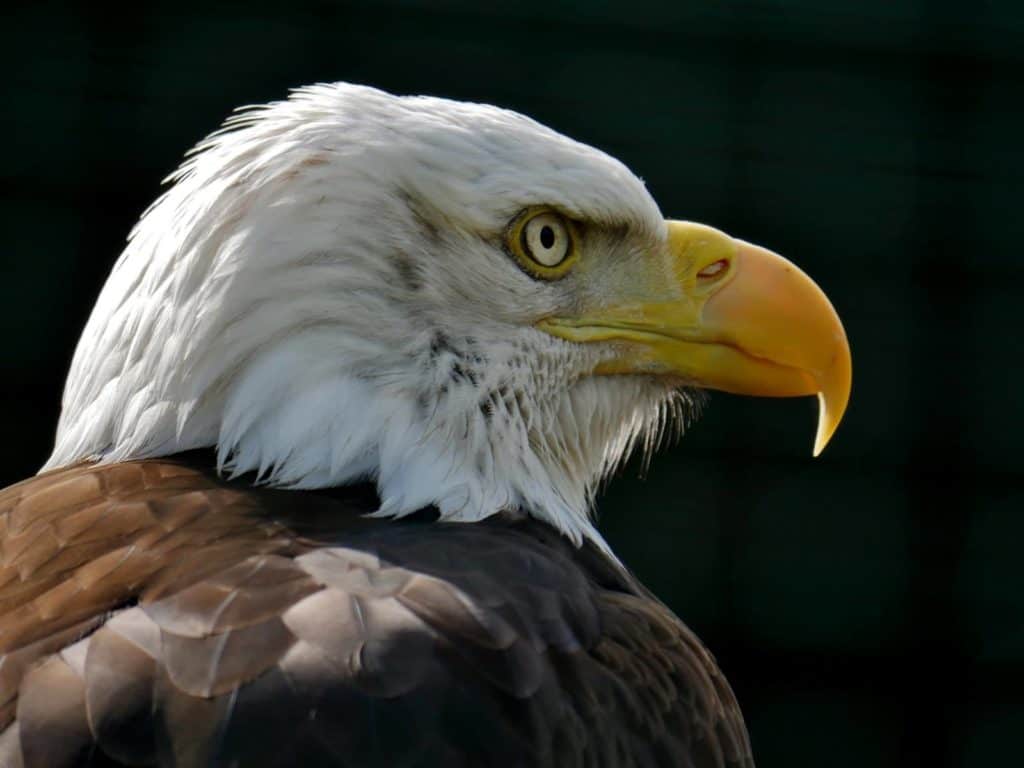 Weißkopf Seeadler Adlerarena Flugschau Burg Landskron Villach Kärnten