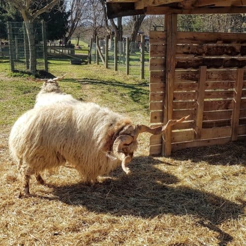 Ausflug Ferien Kinder Kärnten Tierpark Rosegg Streichelzoo Schafe