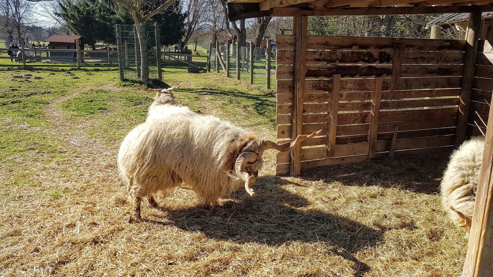 Ausflug Ferien Kinder Kärnten Tierpark Rosegg Streichelzoo Schafe