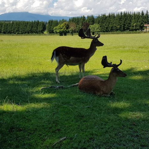 Hirsche im Tierpark Rosegg