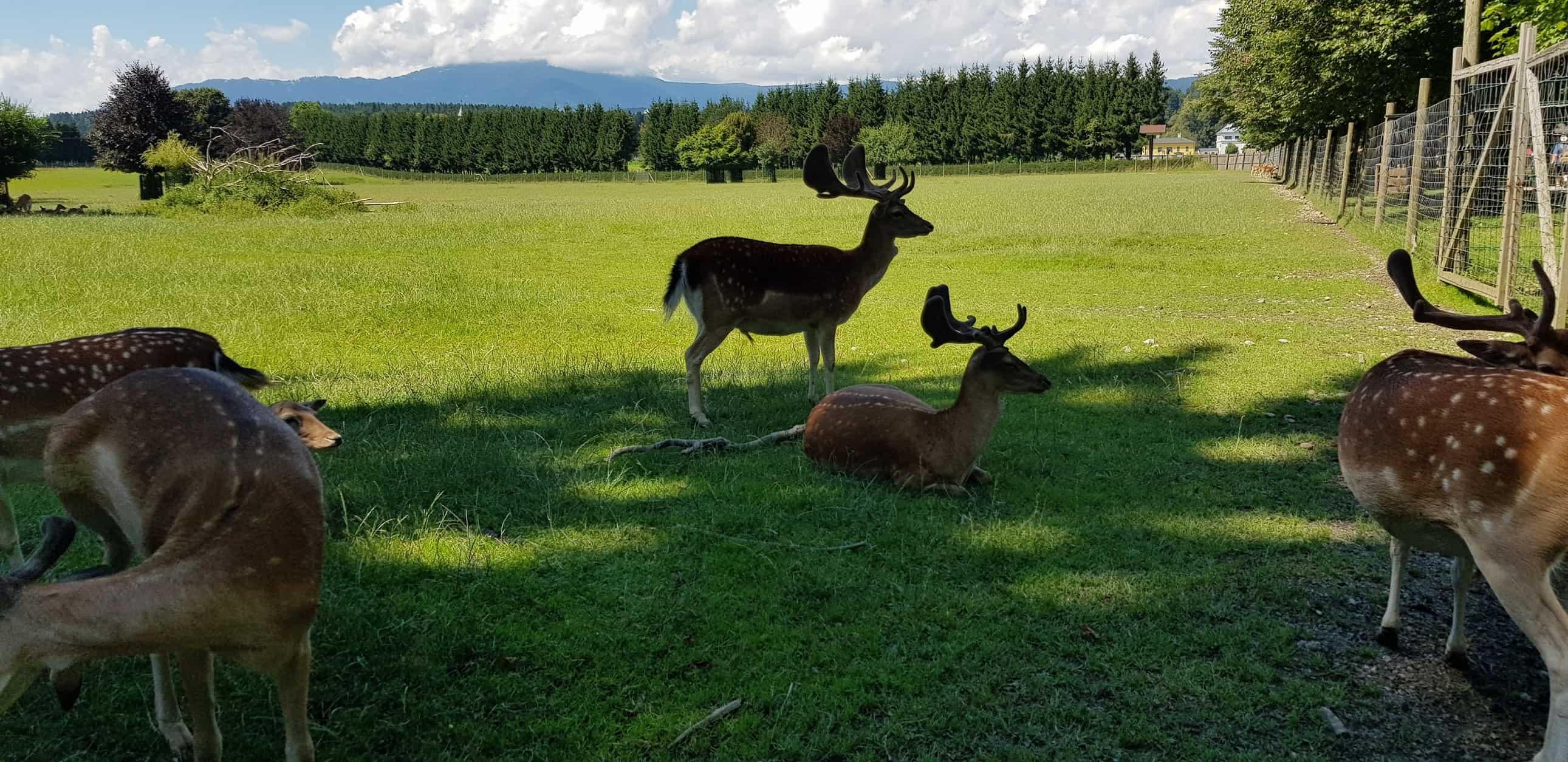 Hirsche im Tierpark Rosegg