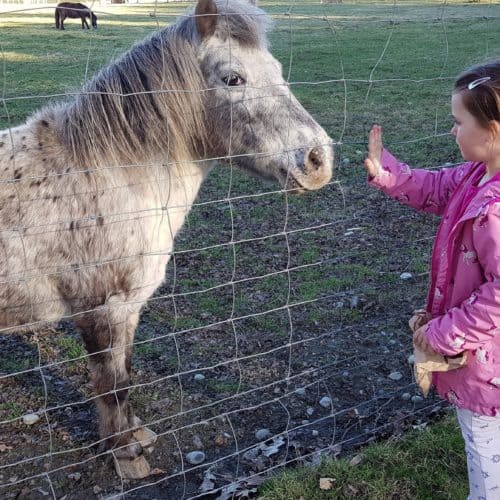 Ausflug Tierpark Rosegg Kärnten Kind Pony