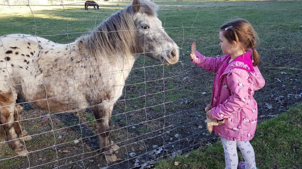 Tiere füttern und streicheln im kinderfreundlichen Tierpark Rosegg, Kind mit Pony