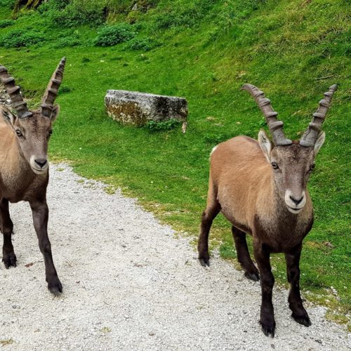 Steinböcke am Weg bei Wanderung durch Tierpark Rosegg in Kärnten, Österreich