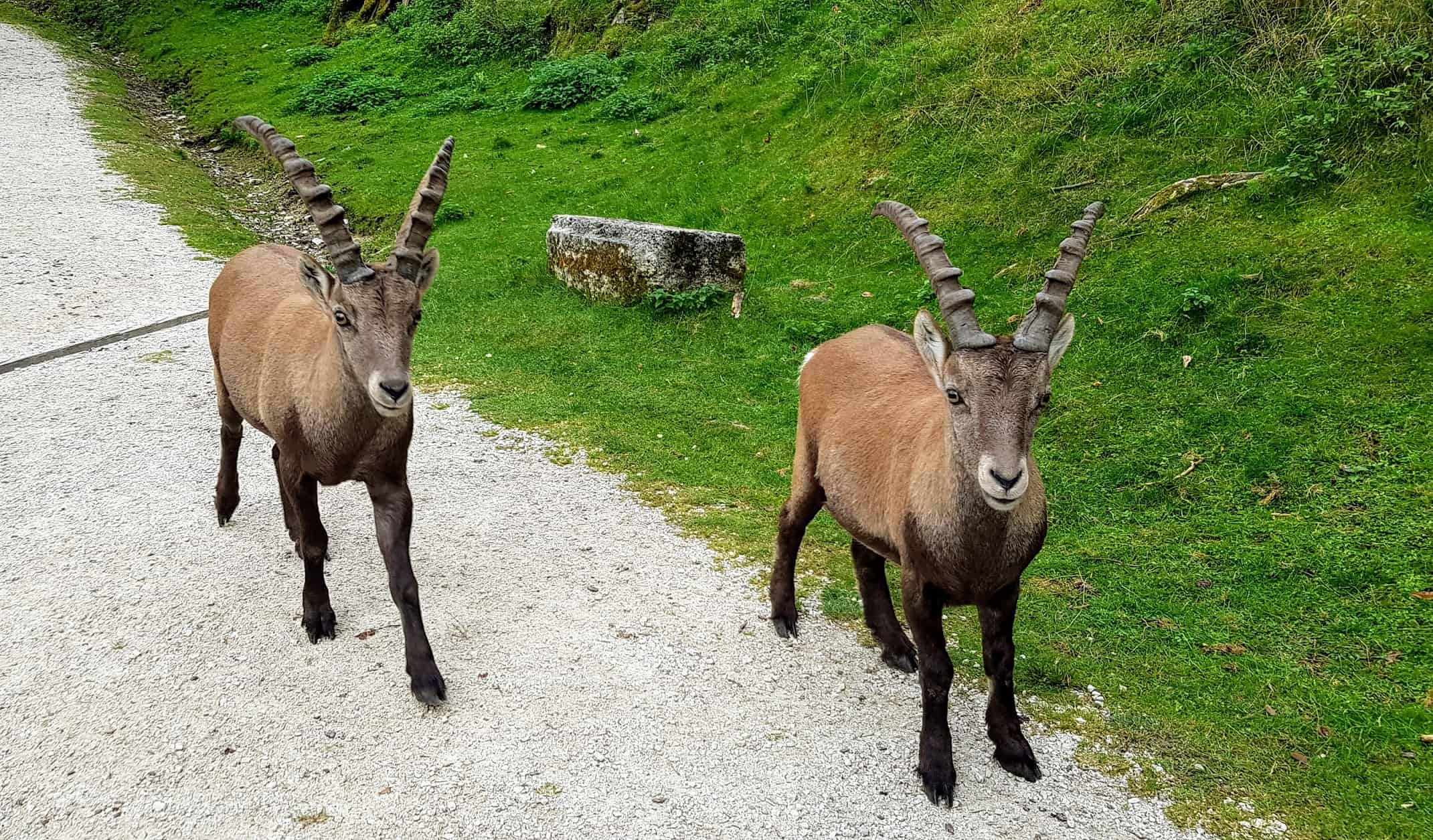 Steinböcke am Weg bei Wanderung durch Tierpark Rosegg in Kärnten, Österreich