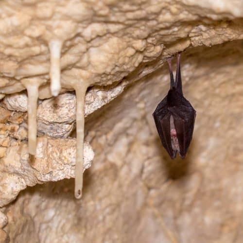 Fledermaus und Tropfsteine in der sehenswerten Obir Tropfsteinhöhle in Kärnten