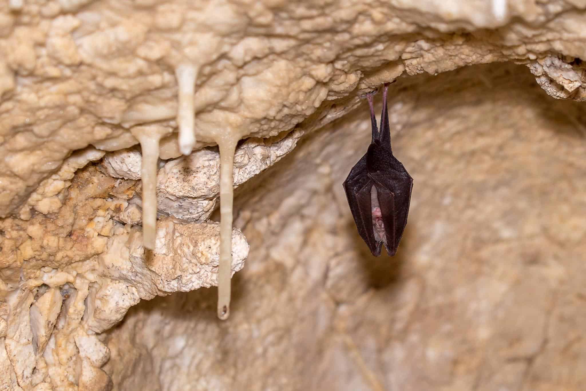 Fledermaus und Tropfsteine in der sehenswerten Obir Tropfsteinhöhle in Kärnten