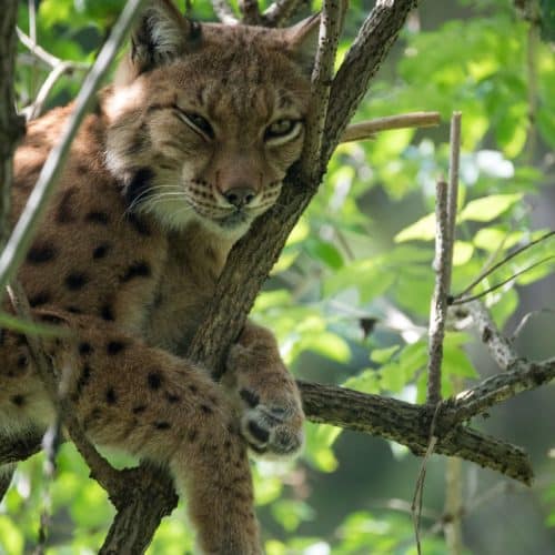 Luchs im Tierpark Rosegg