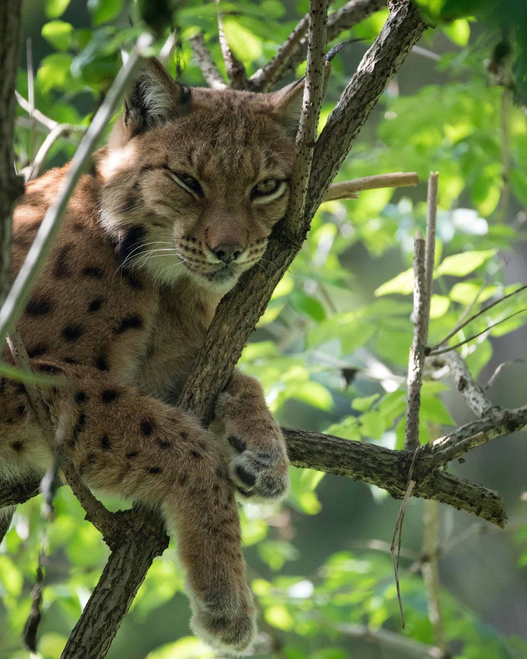 Luchs im Tierpark Rosegg