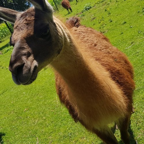 Lama im Tierpark Rosegg Kärnten