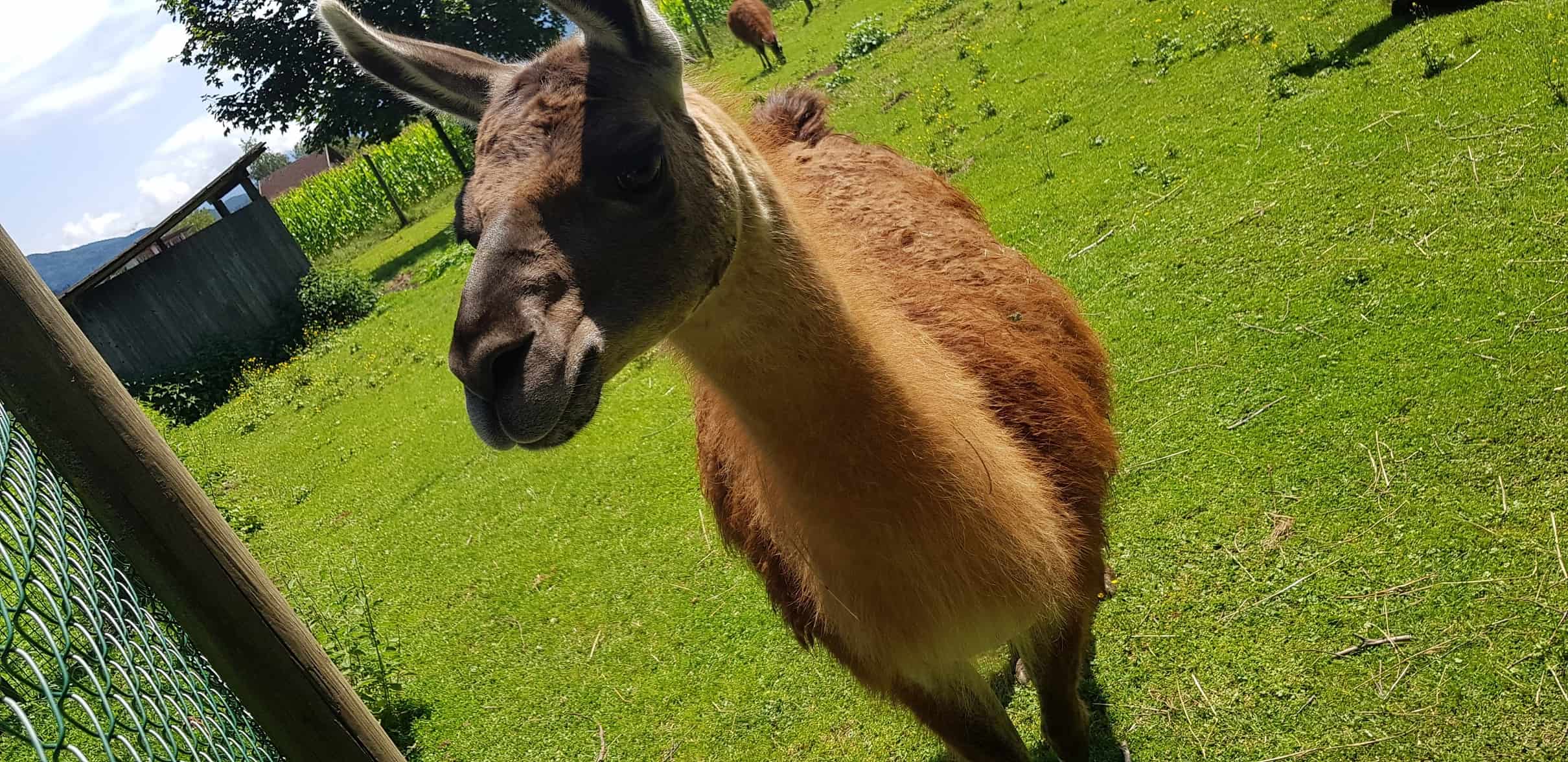 Lama im Tierpark Rosegg Kärnten