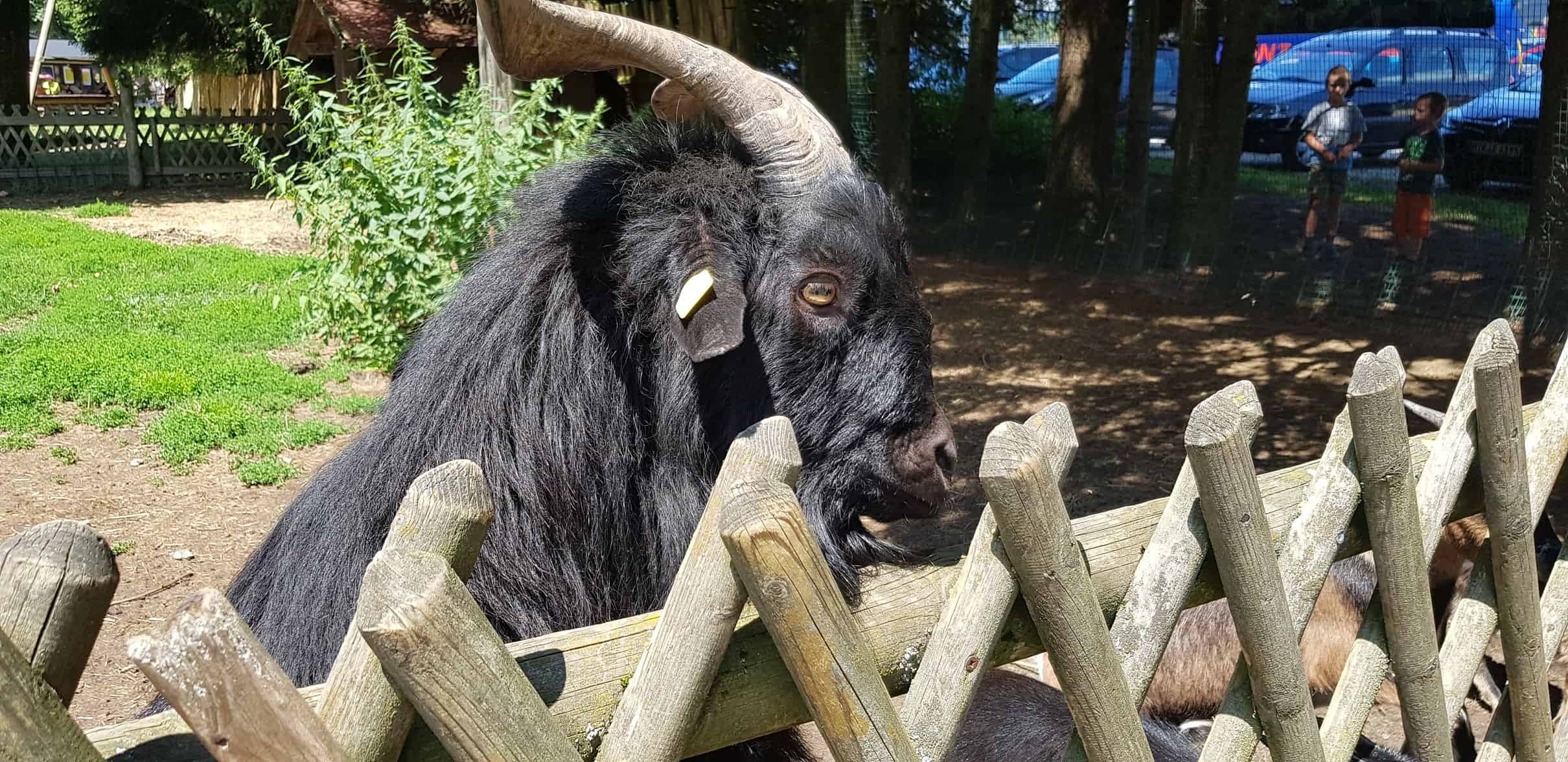 Streichelzoo Tierpark Rosegg - Ziege