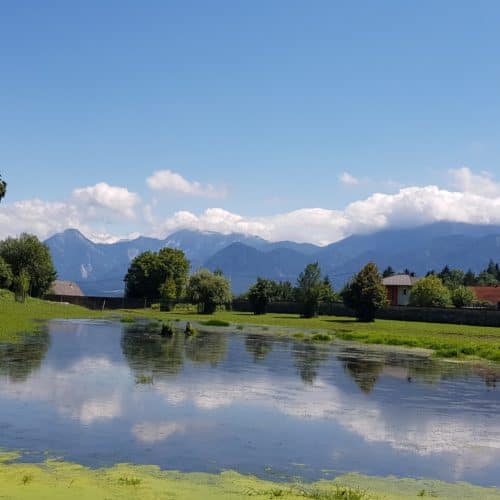 Bison Areal Tierpark Rosegg Sommer mit Kindern in Kärnten