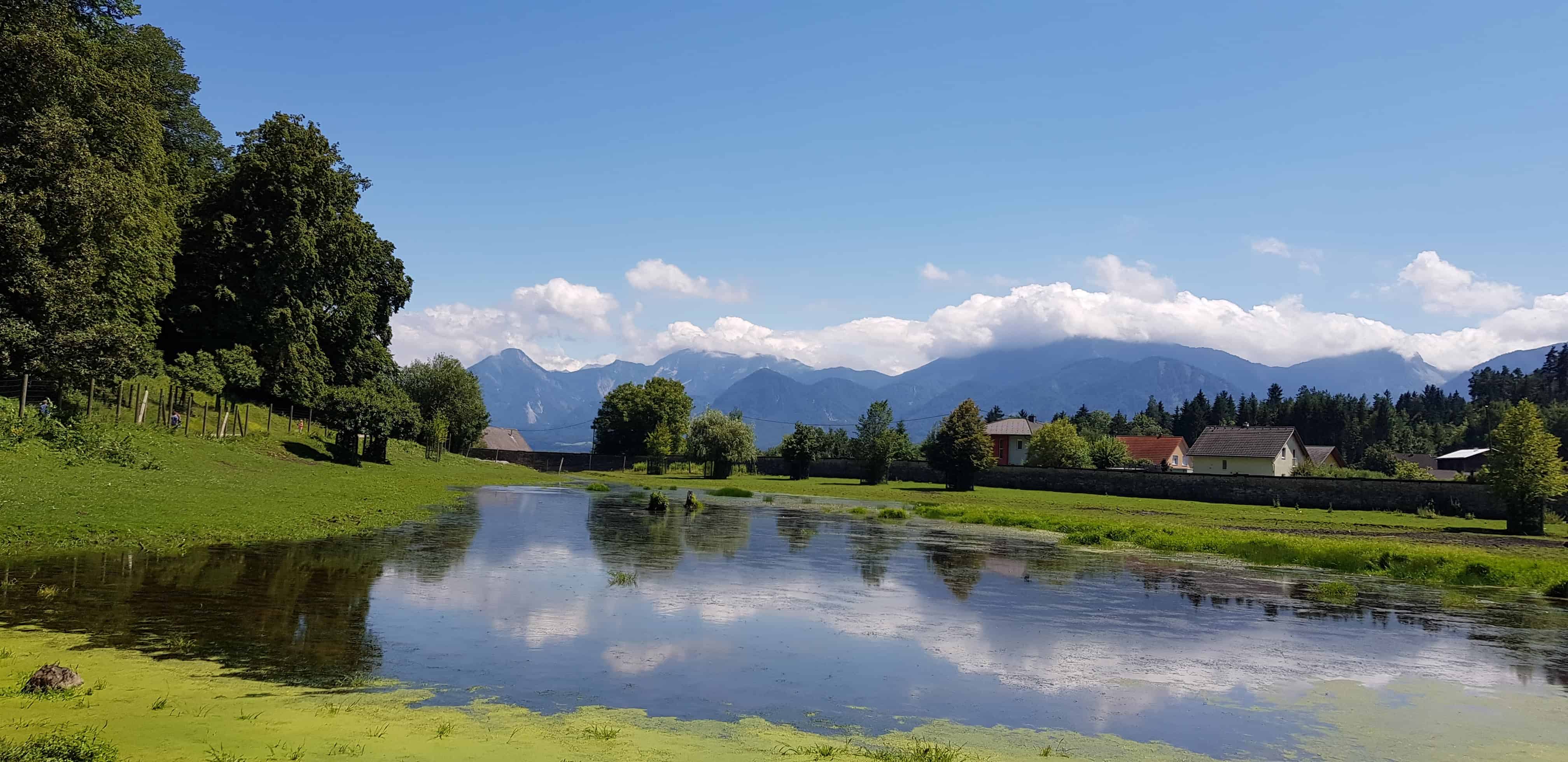 Bison Areal Tierpark Rosegg Sommer mit Kindern in Kärnten