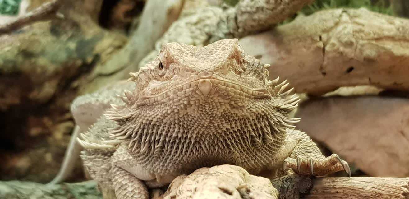 Eine der vielen Echsenarten im Reptilienzoo Happ Klagenfurt Wörthersee in Kärnten