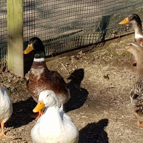 Enten im familienfreundlichen Streichelzoo Tierpark Rosegg Wörthersee