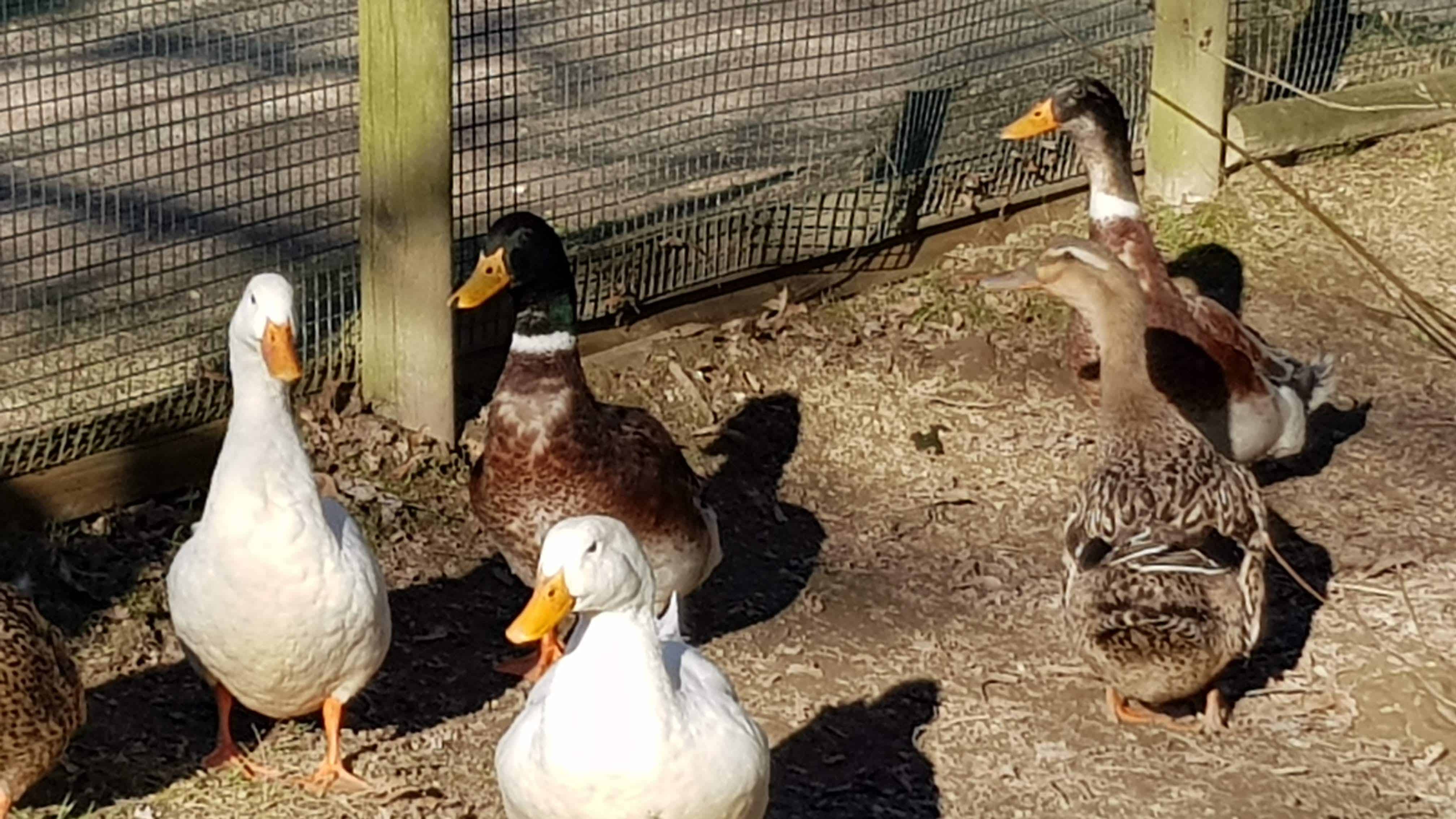 Enten im familienfreundlichen Streichelzoo Tierpark Rosegg Wörthersee