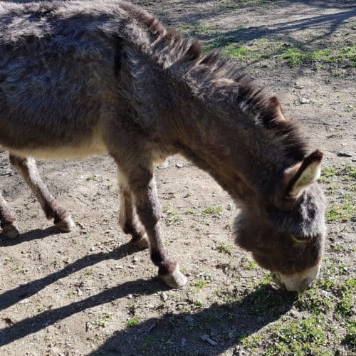 Esel Streichelzoo Tierpark Rosegg