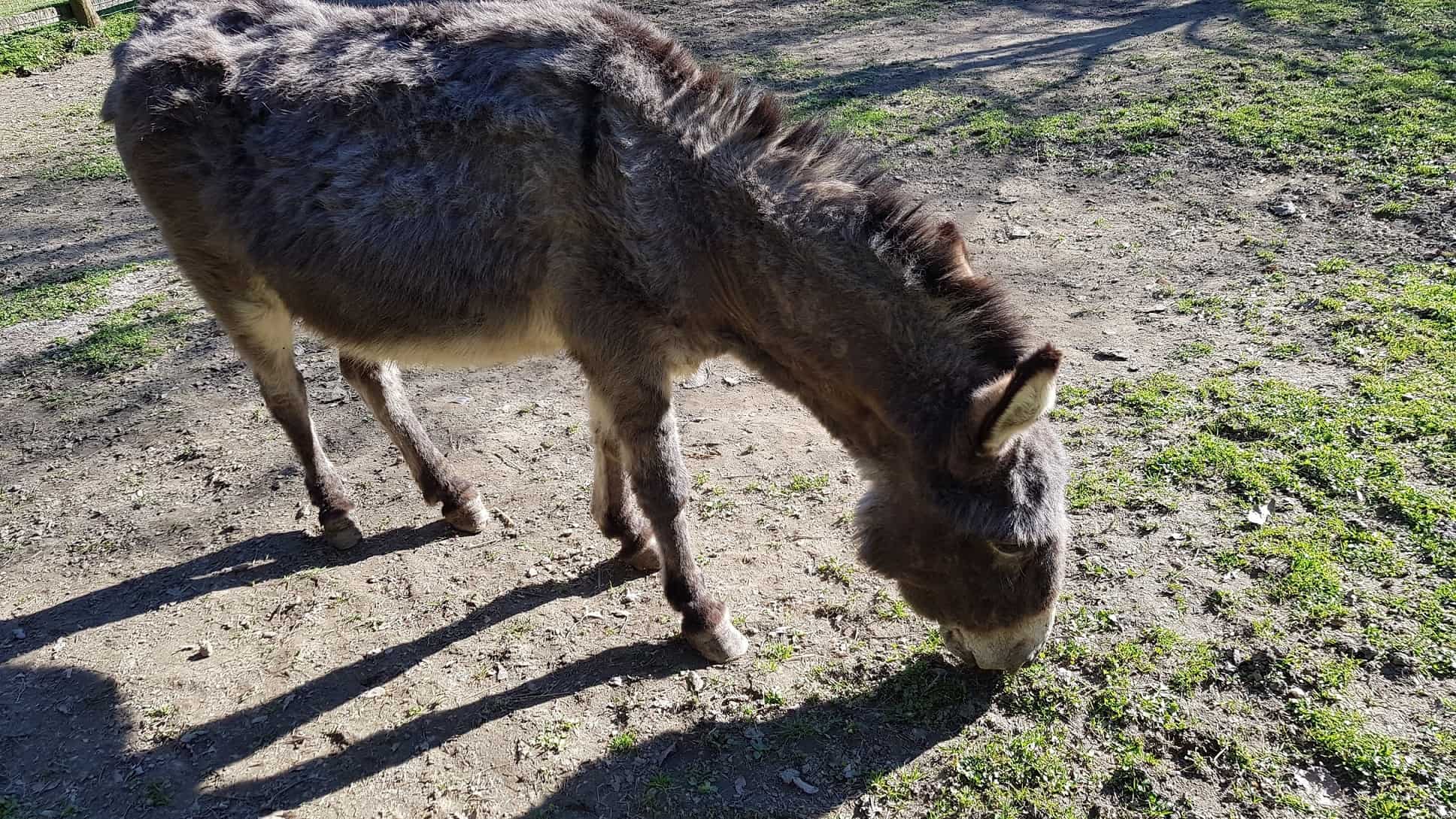 Esel Streichelzoo Tierpark Rosegg