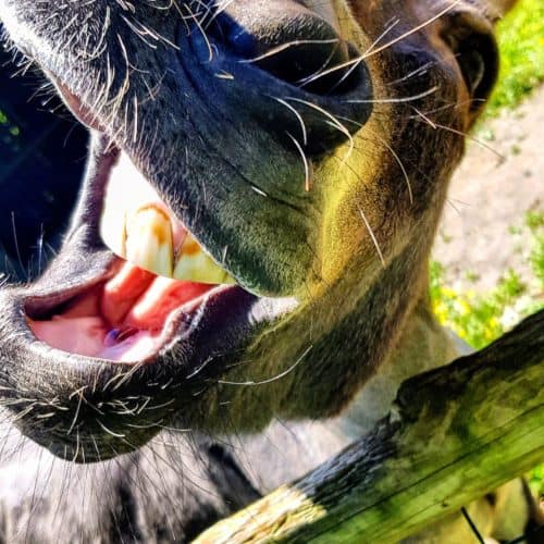 Esel Tierpark Rosegg Streichelzoo Kärnten Ausflugsziele