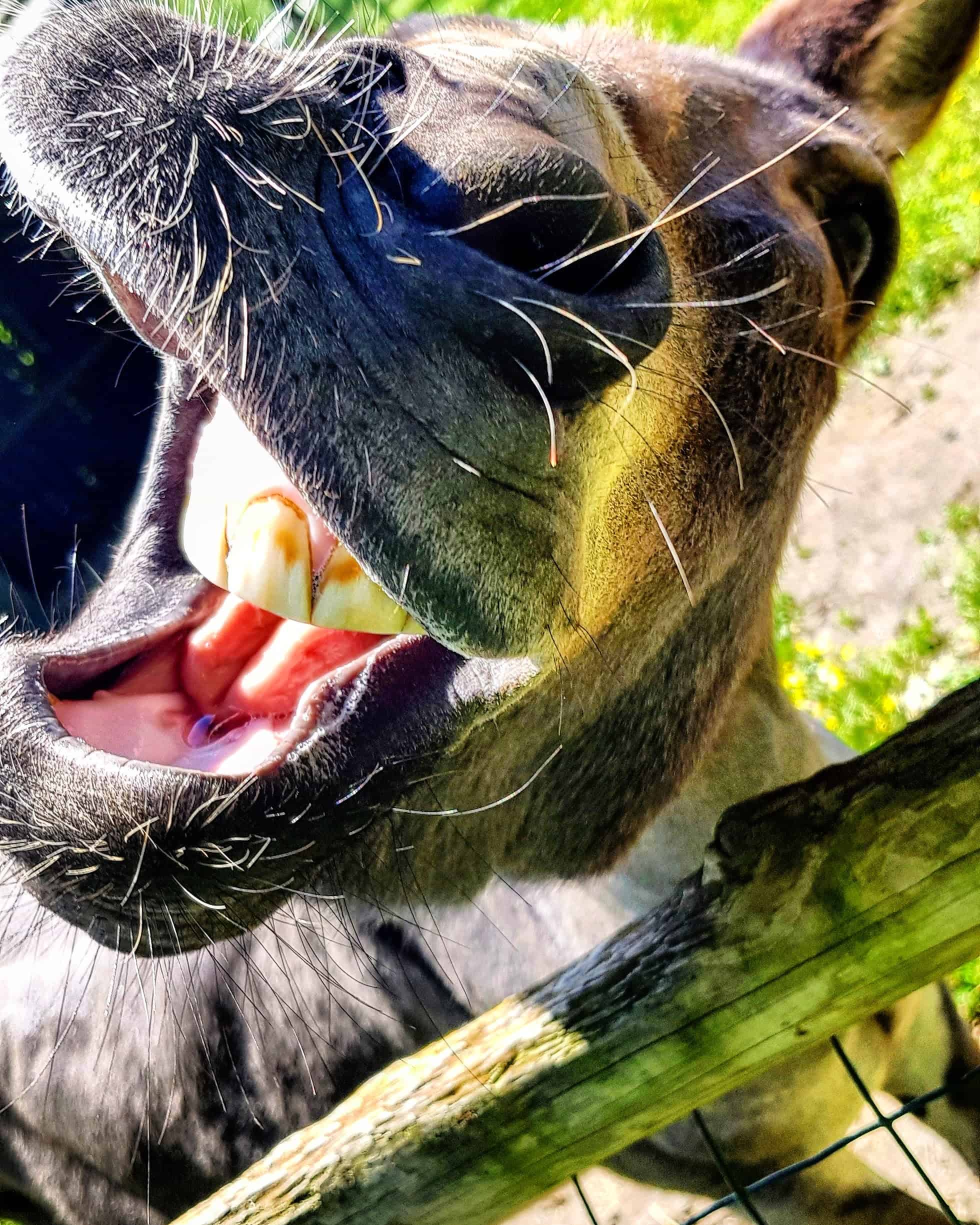 Esel Tierpark Rosegg Streichelzoo Kärnten Ausflugsziele