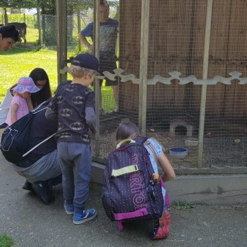 Familien füttern Tiere im Streichelzoo Tierpark Rosegg Ausflugsziel Kärnten