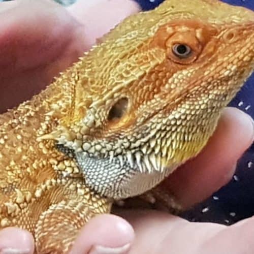 Eidechse bei Familienausflug Reptilienzoo Happ Klagenfurt Kärnten