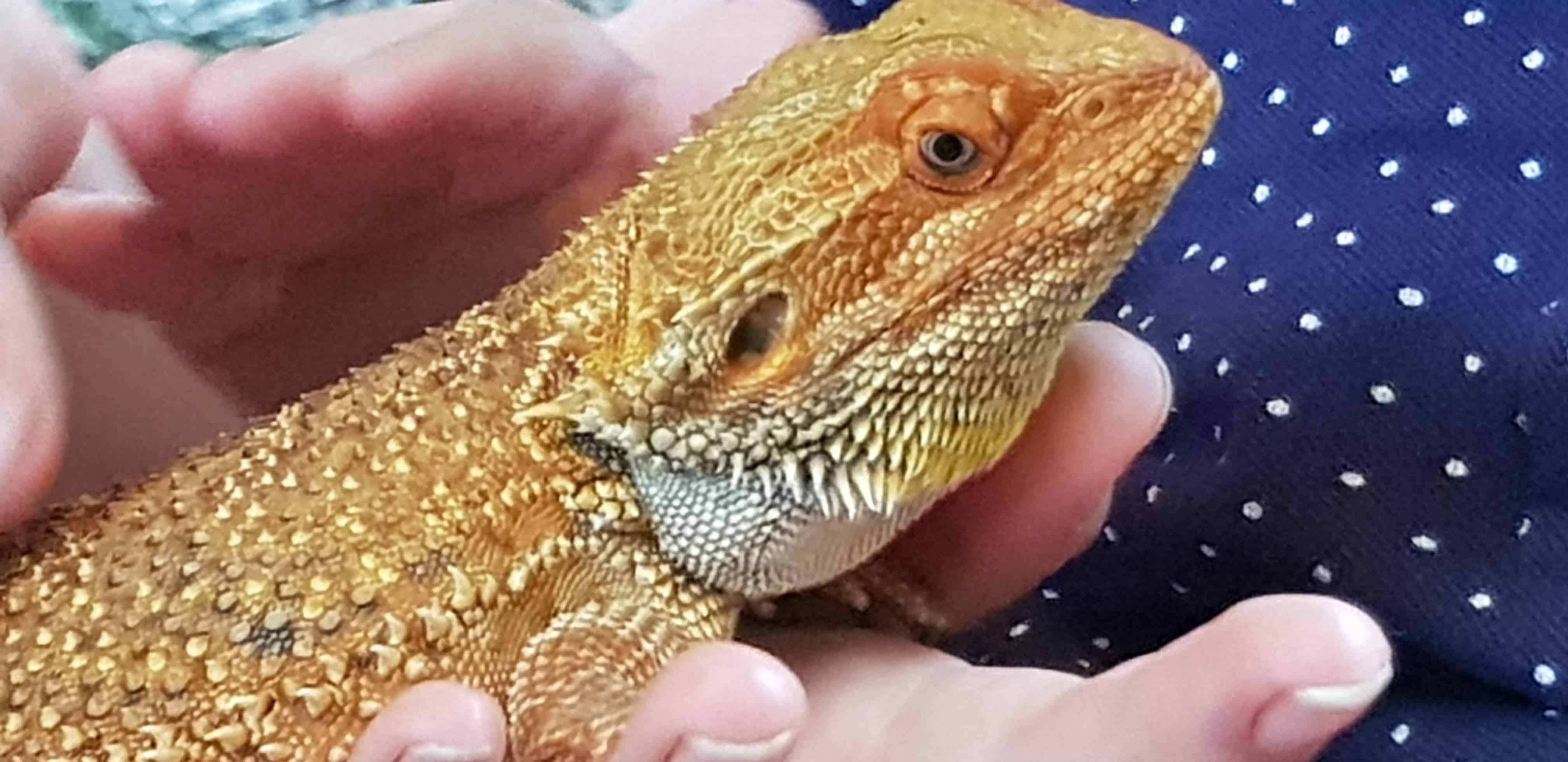 Eidechse bei Familienausflug Reptilienzoo Happ Klagenfurt Kärnten