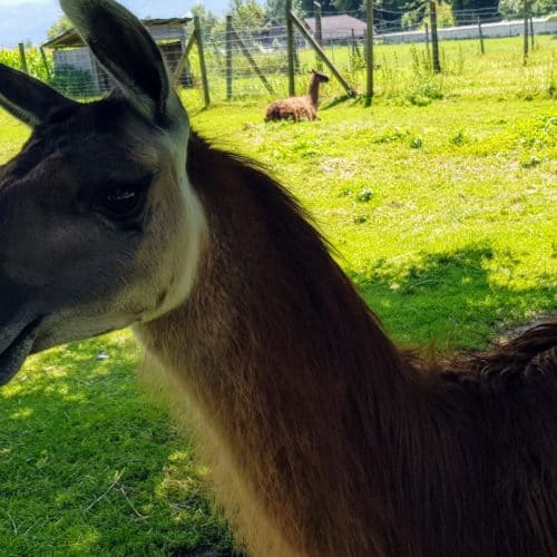 Familienausflug Streichelzoo Tierpark Schloss Labyrinth Rosegg Kärnten Lama