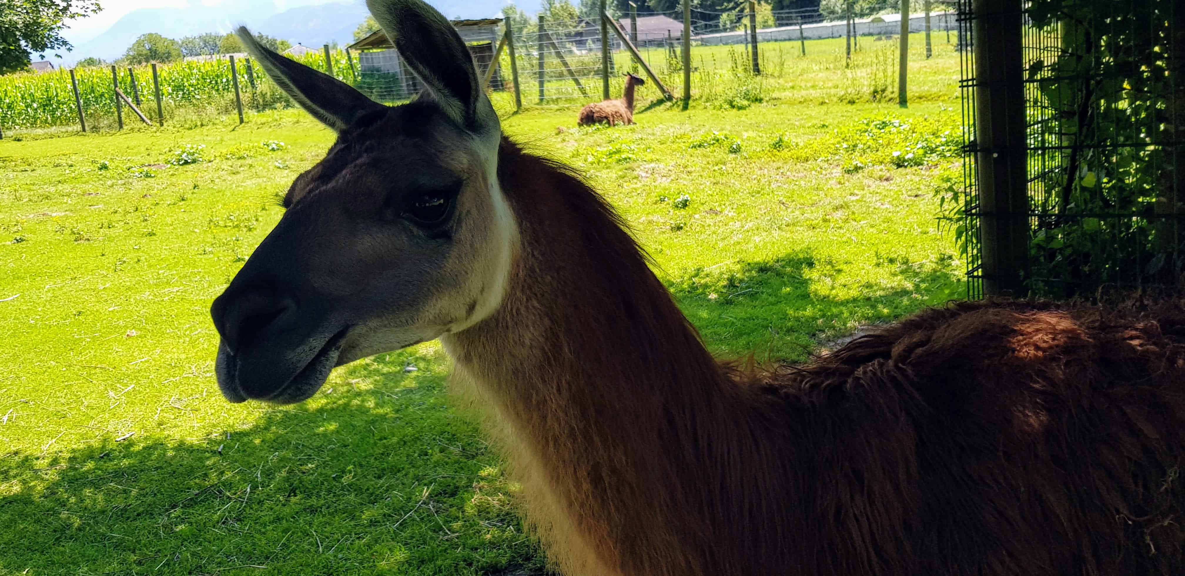 Familienausflug Streichelzoo Tierpark Schloss Labyrinth Rosegg Kärnten Lama