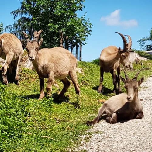 Familienfreundliches Ausflugsziel Tierpark Rosegg Wörthersee Kärnten Steinböcke