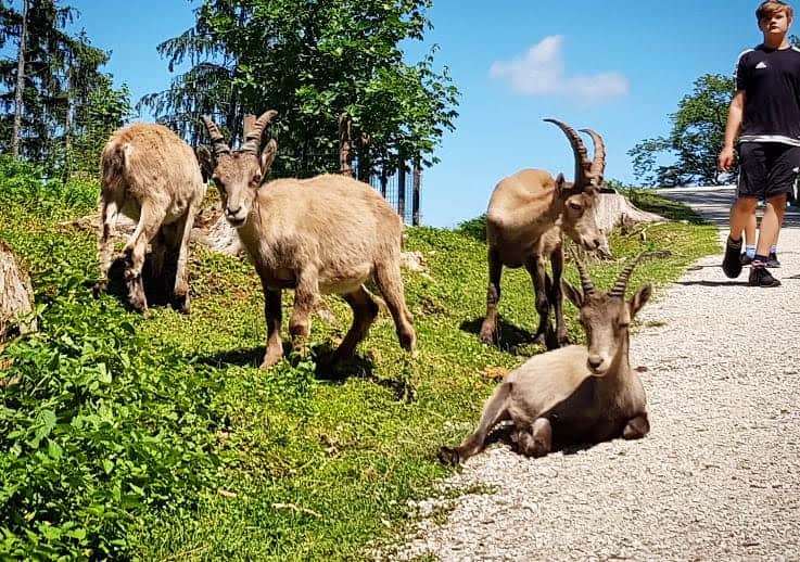 Familienfreundliches Ausflugsziel Tierpark Rosegg Wörthersee Kärnten Steinböcke