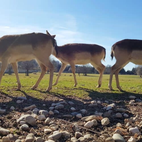 Familienausflug Tierpark Rosegg Wild Rehe Hirschen