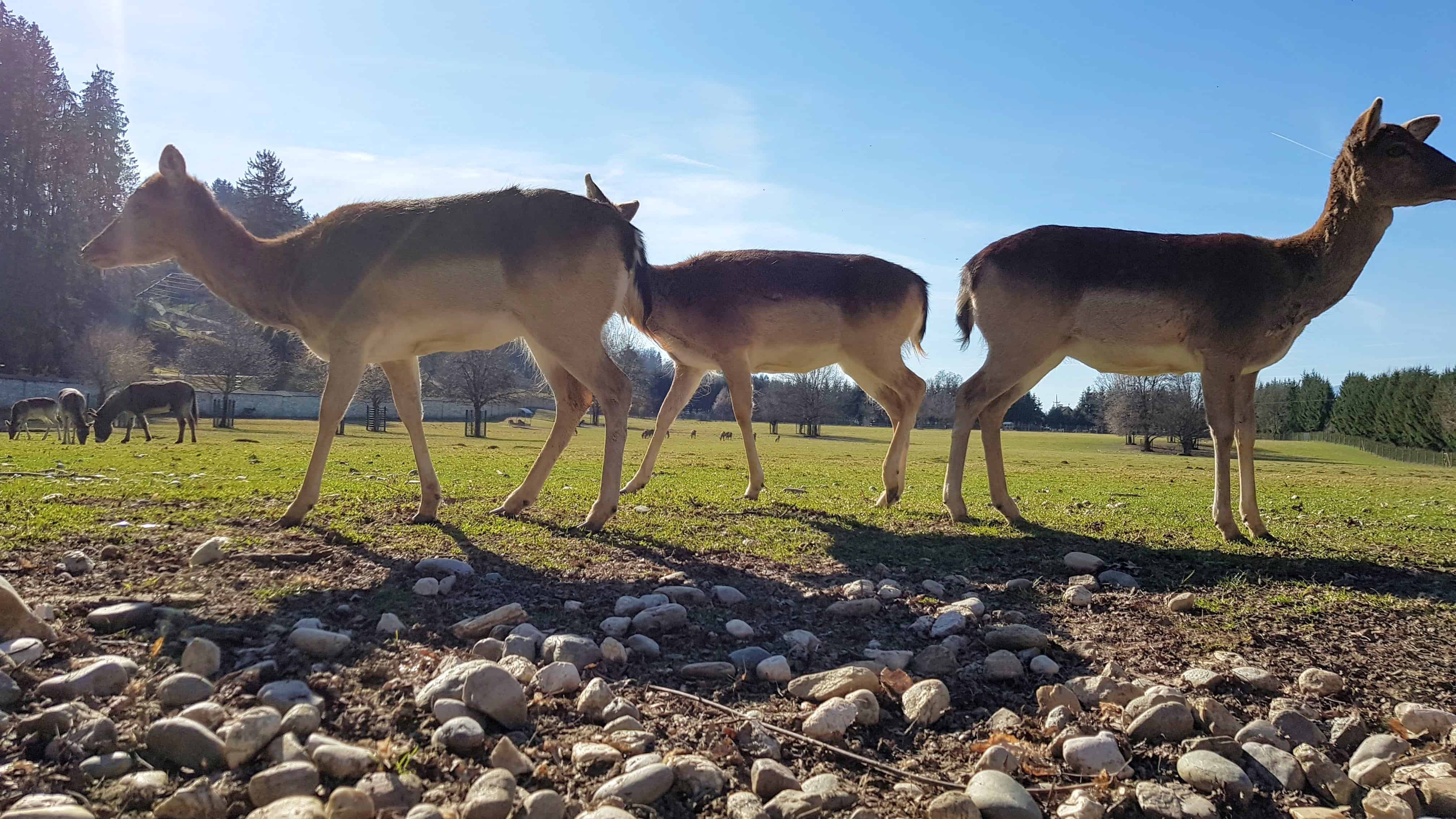 Familienausflug Tierpark Rosegg Wild Rehe Hirschen