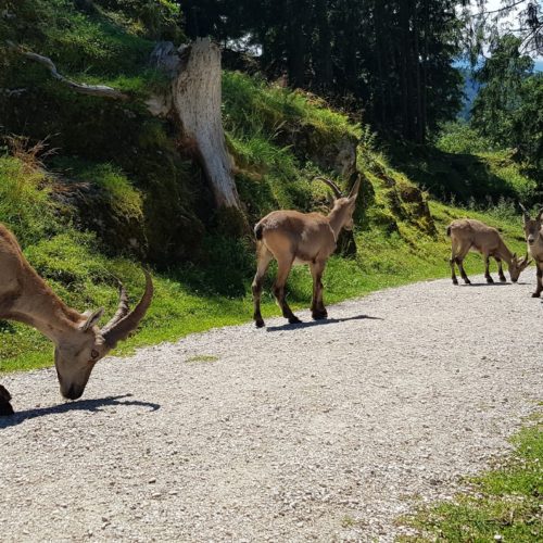 Steinböcke beim Spaziergang durch Tierpark Rosegg Nähe Wörthersee