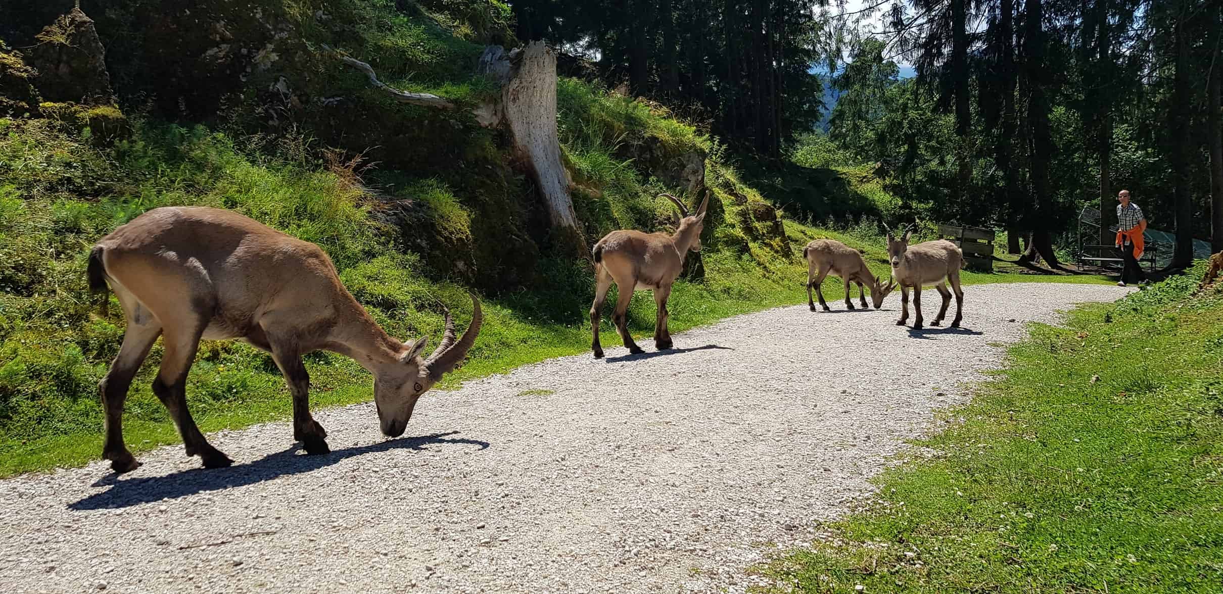 Steinböcke beim Spaziergang durch Tierpark Rosegg Nähe Wörthersee