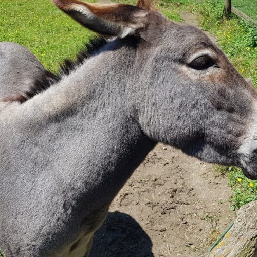 Familienfreundliches Ausflugsziel Tierpark Rosegg Kärnten Streichelzoo Esel