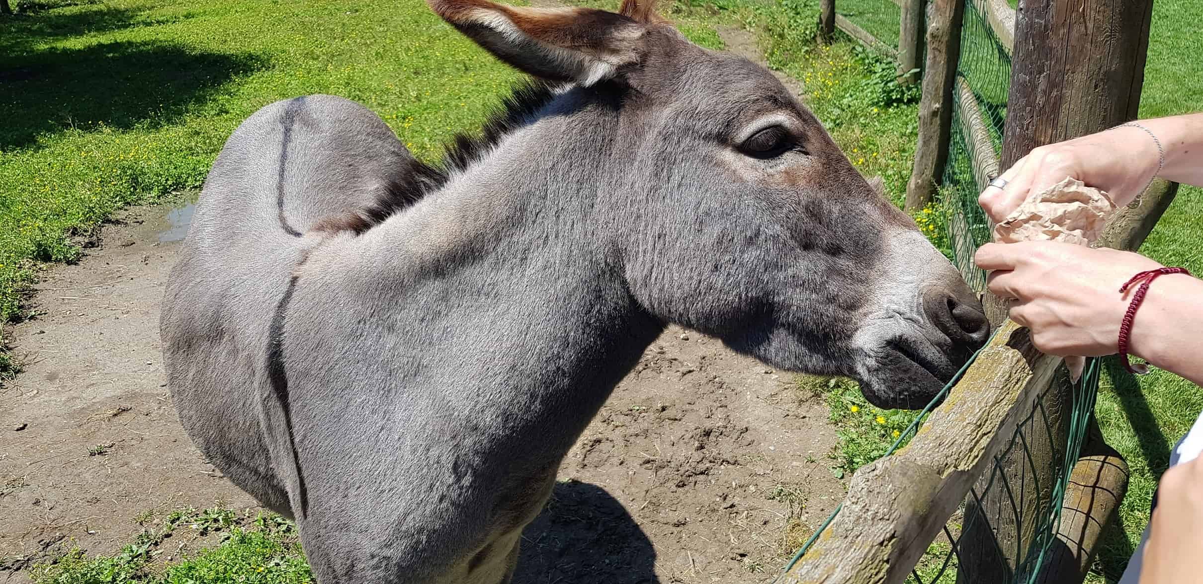 Familienfreundliches Ausflugsziel Tierpark Rosegg Kärnten Streichelzoo Esel