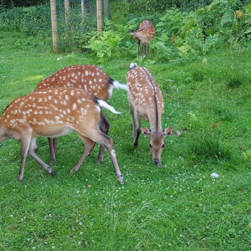 freilaufende Rehe im Tierpark Rosegg Kärnten